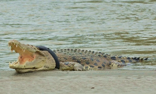 Cá sấu chết thảm vì mắc lốp cao su vào cổ