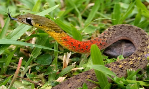 Loài rắn ở Việt Nam tích độc từ con mồi cực dị
