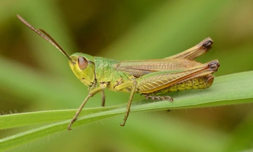 Loài động vật có hệ thống truyền âm giống người gây sốc