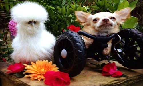 Cảm động cô gà quý hiếm giúp đỡ bạn chó mất chân 