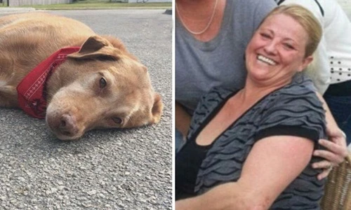 Xúc động cảnh chó nằm lỳ nơi chủ nhân tai nạn chết 