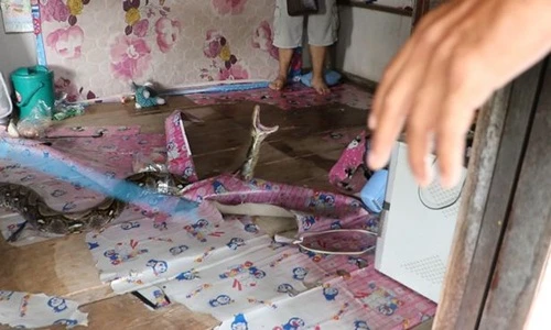 Cận cảnh bắt trăn khổng lồ nấp trong nhà tấn công người