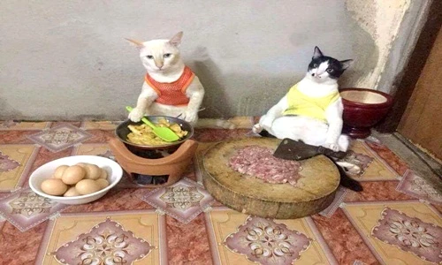 Choáng váng cảnh tượng bọn mèo “xâm chiếm” thế giới con người