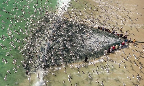 Kịch tính cảnh đánh bắt cá mòi ở Oman 