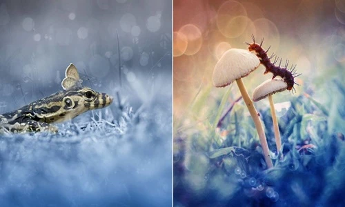 Thế giới động vật siêu thực qua ống kính phó nháy Indonesia