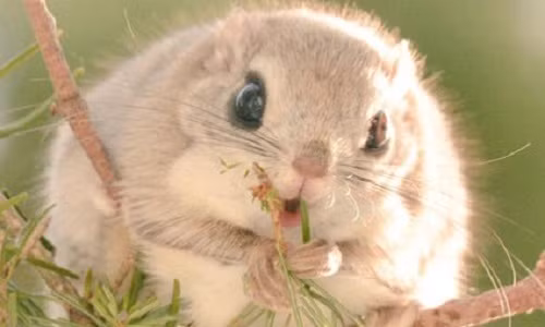 Chết mê vẻ đáng yêu vô cùng của loài sóc bay 