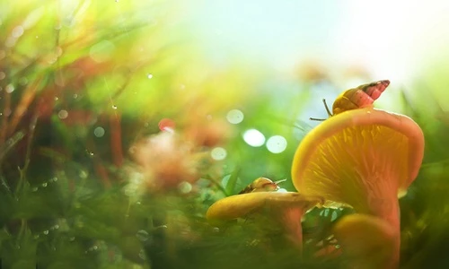 Ảnh đẹp xuất sắc về thế giới động vật nhỏ bé (1)