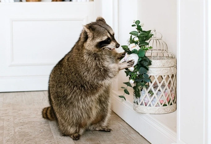 Ghen tị cuộc sống sung sướng của gấu mèo siêu yêu