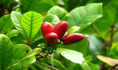 Thần kỳ loại quả có thể hóa cay đắng thành ngọt ngào