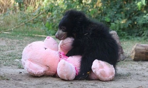 Xót xa những động vật mồ côi không thể thiếu thú bông