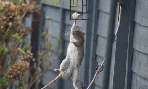 Chuột bày kỹ năng chuyên nghiệp, ăn cắp thức ăn của chim