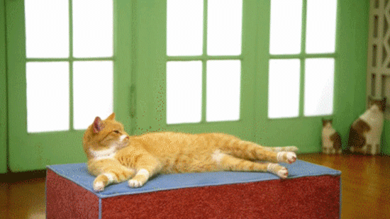 Ảnh động những màn giảm cân bá đạo của loài mèo