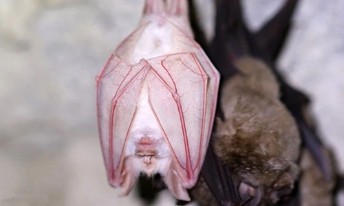 Cận cảnh dơi bạch tạng cực hiếm ở Hàn Quốc