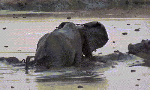 Voi mẹ vĩ đại chống lại cả thế giới để bảo vệ con