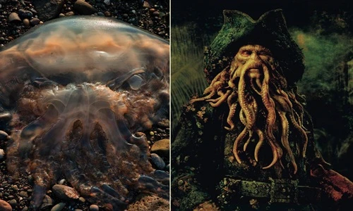 Kinh dị loài sứa khổng lồ trông như quái vật truyền thuyết