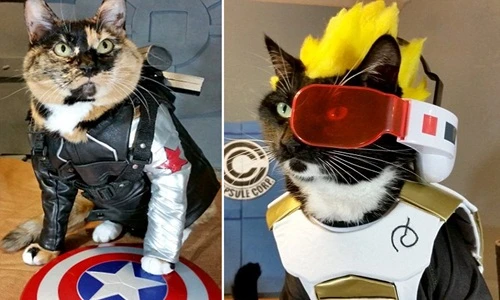 Cặp mèo đáng yêu “ngầu” nhất dải thiên hà