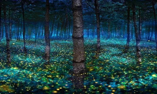 Vũ điệu đom đóm khiến ai xem cũng choáng ngợp