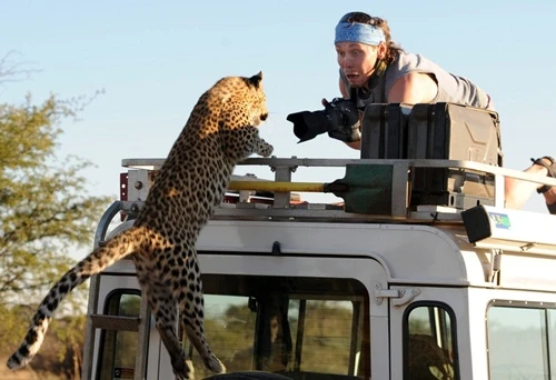 Phản ứng "gắt" của động vật hoang dã khi bị chụp lén 