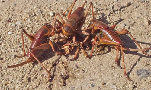 Những động vật nguy hiểm có thể giết bạn trong một “nốt nhạc“