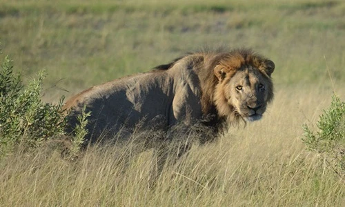 Sư tử đực trốn bị đánh hội đồng ngoạn mục 