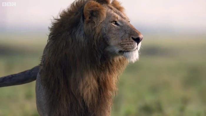 Vua sư tử kịch chiến với 20 con linh cẩu khát máu