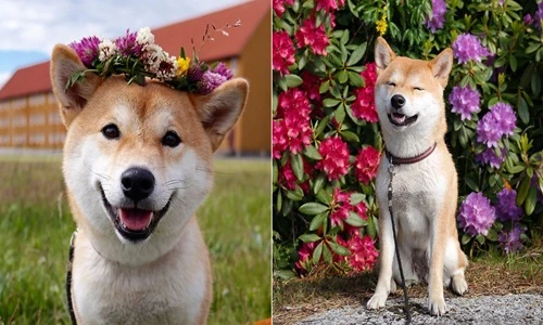 Cuộc sống của cô chó hạnh phúc nhất Na Uy có gì?