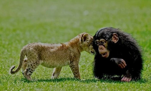 Tình bạn cực hiếm giữa sư tử và khỉ đột con