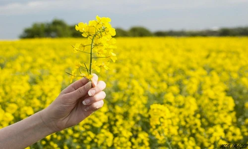 Hãi hùng những "sát thủ" giấu mặt bạn không ngờ tới