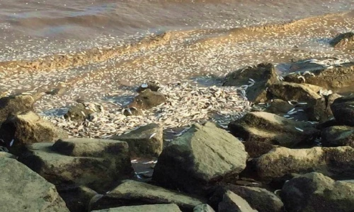 Hoang mang cá biển chết hàng loạt ở Chu Hải, Trung Quốc