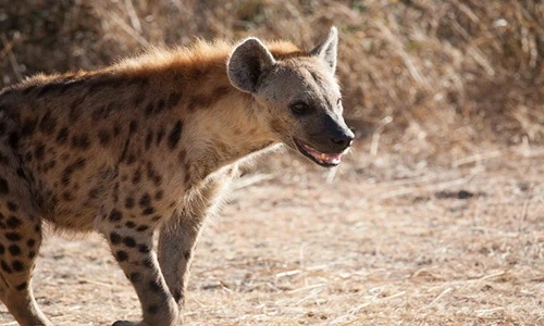 Vạch trần những huyền thoại xung quanh kẻ ăn xác linh cẩu