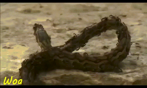 Kinh hoàng cảnh đàn kiến khát máu xơi tái trăn xấu số