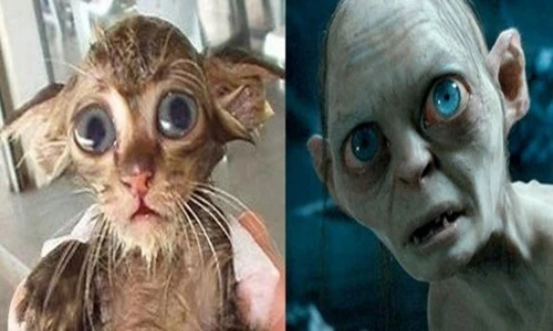 Khó tin hình ảnh thú cưng như từ phim ra đời thực