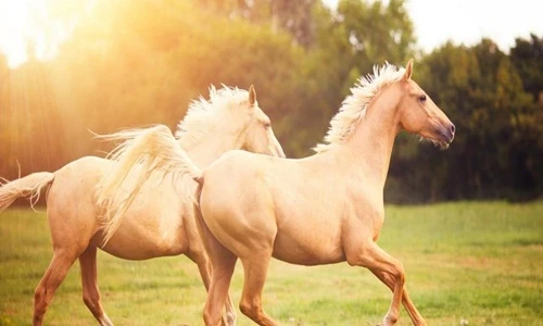 Khám phá bất ngờ về loài ngựa gây "sốc toàn tập"