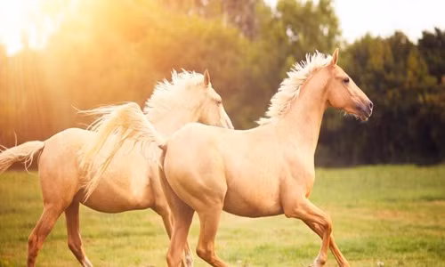 Khám phá bất ngờ về loài ngựa gây "sốc toàn tập"