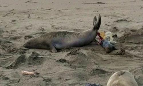 Tận mục khoảnh khắc hải cẩu sinh con kịch tính