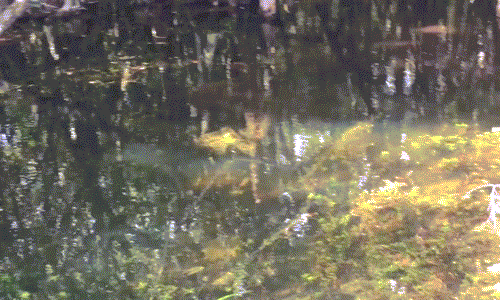 Rợn người cảnh trăn khổng lồ nghiền nát cá sấu