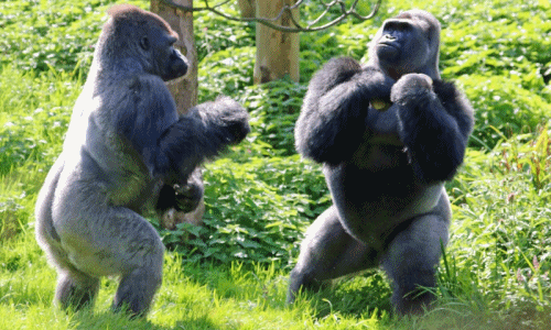 Ảnh: Trận quyền anh đỉnh cao của những con khỉ đột cơ bắp