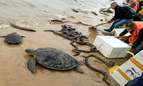 Kinh hoàng cảnh thả trăn, rắn ra biển để phóng sinh