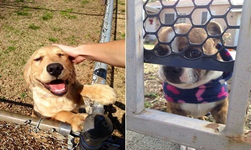 Những hàng xóm động vật khiến trái tim bạn tan chảy