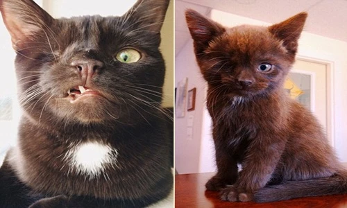 Chú mèo cướp biển và hành trình tìm hạnh phúc bất ngờ