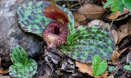 Phát hiện lan vệ hài cực quý hiếm, tưởng không còn thấy