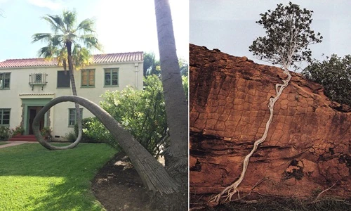 Choáng ngợp những “quái cây từ chối thần chết”