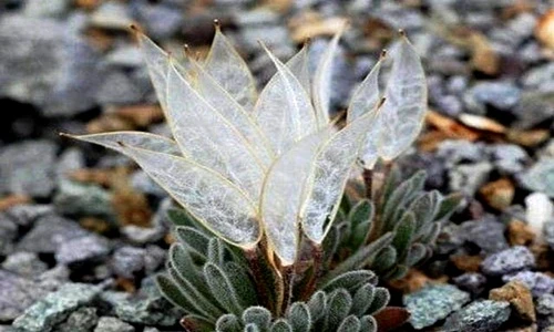 Loài hoa “đôi cánh thiên thần” cực lạ, may mắn lắm mới gặp