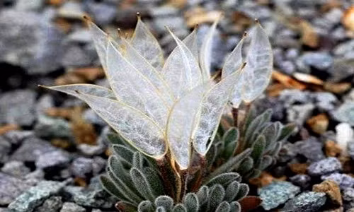 Loài hoa “đôi cánh thiên thần” cực lạ, may mắn lắm mới gặp