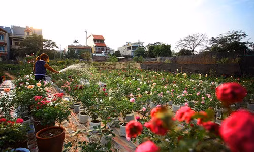 Ngắm vườn hồng siêu hiếm, hút hồn dân chơi dịp Tết 