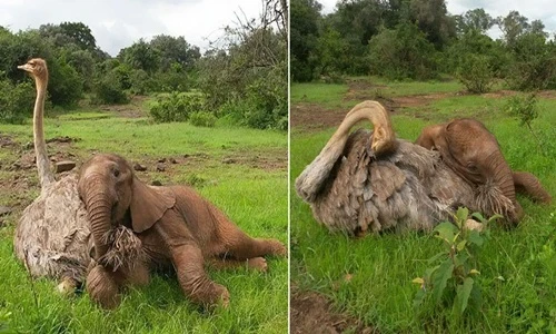 Tình bạn kỳ lạ giữa đà điểu và voi con