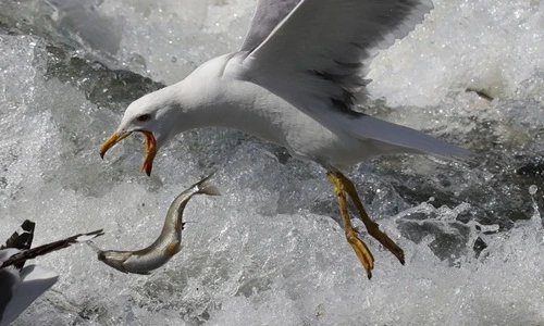 Cảnh mòng biển điên cuồng săn giết cá ngọc trai