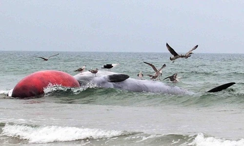 Phát hiện cá voi tấm sừng khổng lồ chết bất thường