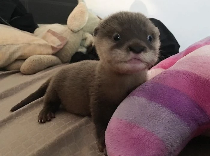 Mải mê ngắm khoảnh khắc “đốn tim” của rái cá đáng yêu