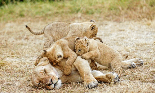 Sư tử châu Phi điên tiết vì bị con phá quấy